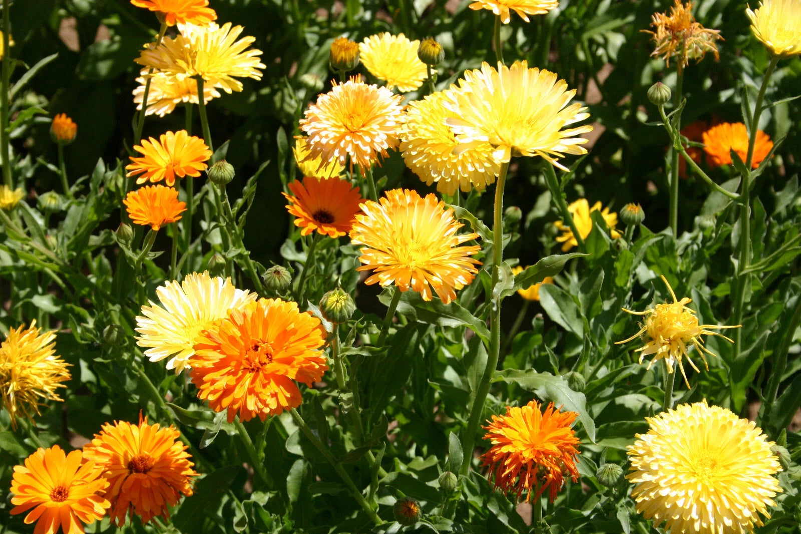 Calendula Seeds Set of 50 - Pacific Beauty Mix, Calendula officinalis, Garden Flowers, Organic Flower Seeds