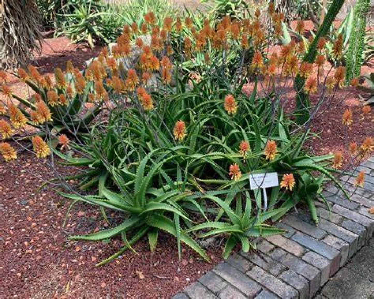 Aloe Camperi Flowering Succulent Seeds | Fast Growing 10 Pack | Ideal for Indoor & Outdoor Gardens | Aloe camperi