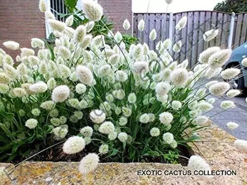Lagurus Ovatus Seeds - Bunny Tails Hare's Tail Grass - Rare Exotic Flowering Plant - 1 Pack