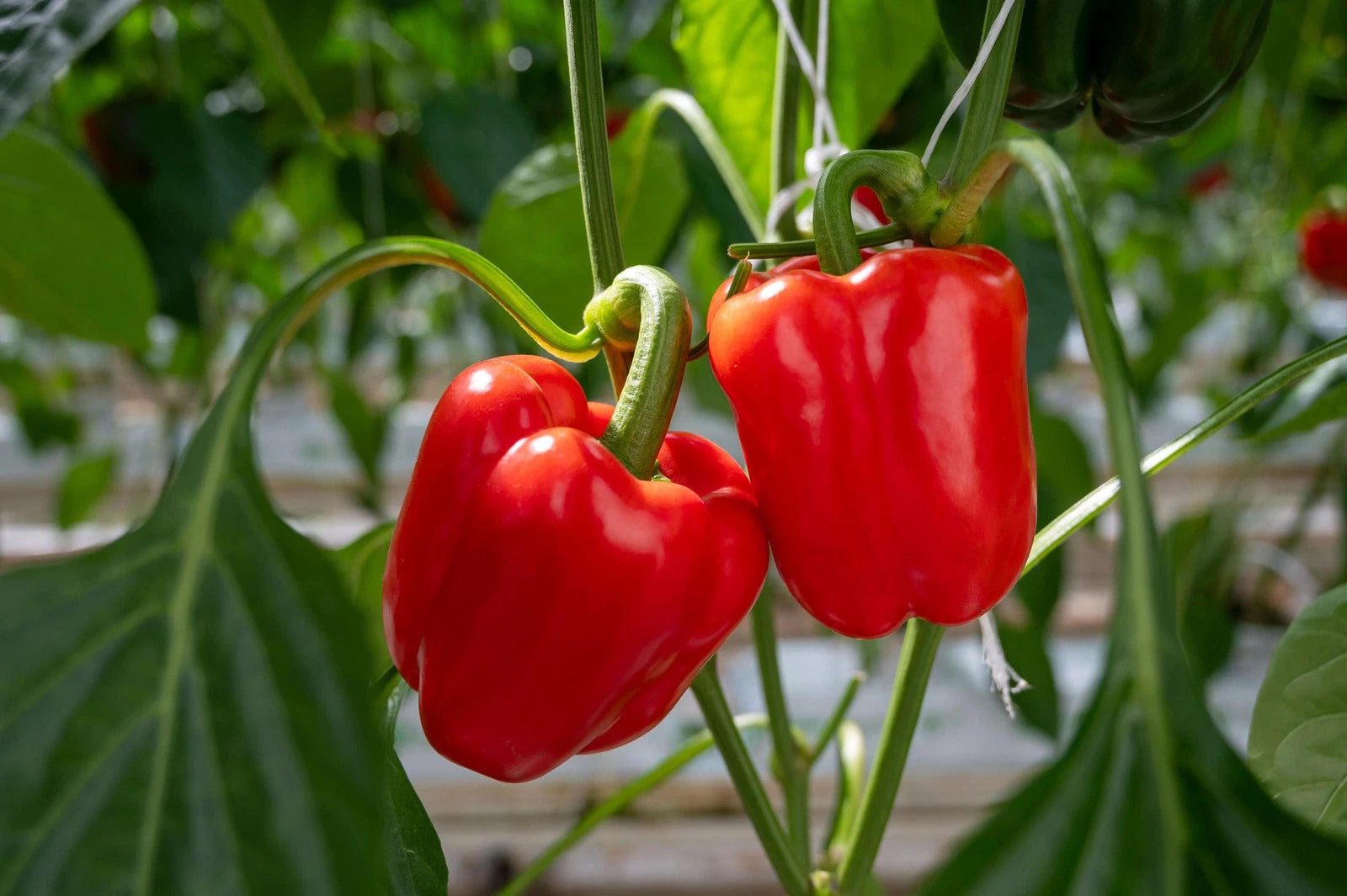 California Wonder Pepper Seeds - Non-GMO Heirloom Garden Seeds - Capsicum annuum - Tracking Included