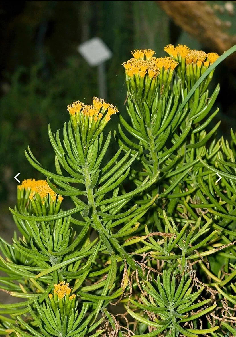 Senecio barbertonicus Cuttings - 10 Lemon Bean Bush Live Plant Cuttings - No Roots, Indoor/Outdoor Succulent Plant