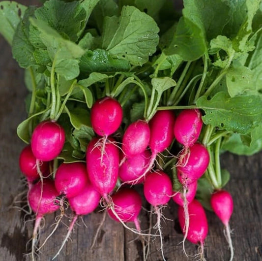 Lady Slipper Radish Seeds - Red Pink Daikon - Raphanus sativus - Organic Heirloom Vegetable Seeds for Home Gardening