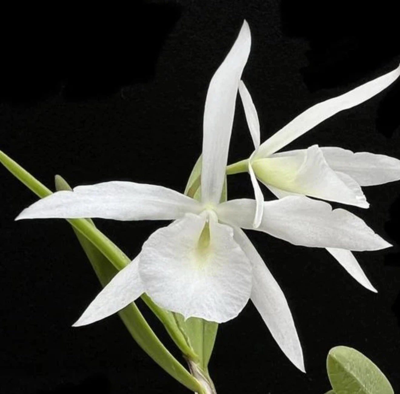 Bl. Joanne Singer Orchid Plant - Nodosa Variety - Super Bare Root Sale - Beautiful Flowering Orchid