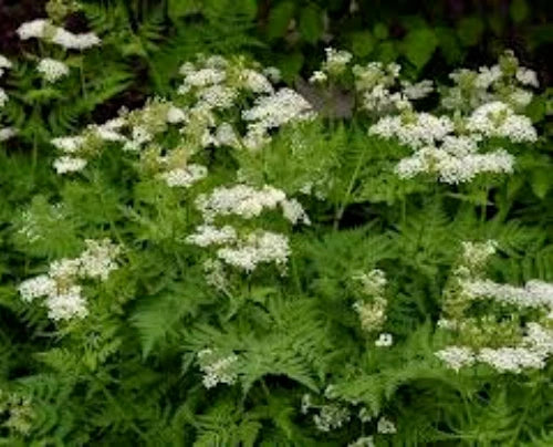 Anise Seeds 100 Seeds Organic Heirloom Pimpinella anisum Herb Seeds