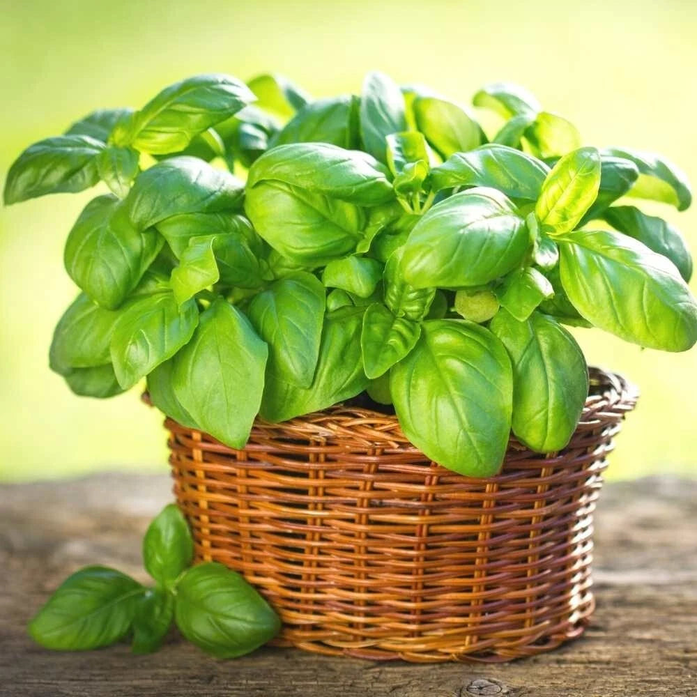 Italian Basil Live Plant – 1 Pot with 2 Plants – Aromatic, Easy to Grow, Ocimum basilicum