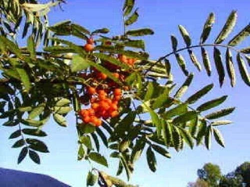 Amur Rowan Seeds - Sorbus Aucuparia - 20 Seeds - Ash Tree Mountain Variety