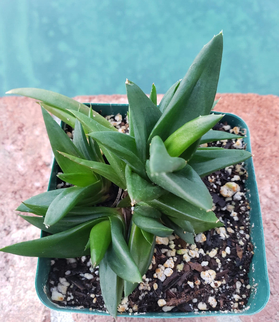 black gem succulent Alworthia Pentagona 'Black Gem' - 4" Potted Plant