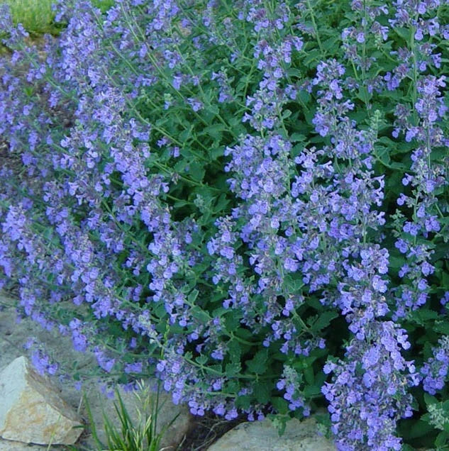 Catmint Seeds - 200 Heirloom Lavender Blue Perennial - Non-GMO Insect Repellant (Nepeta spp.)