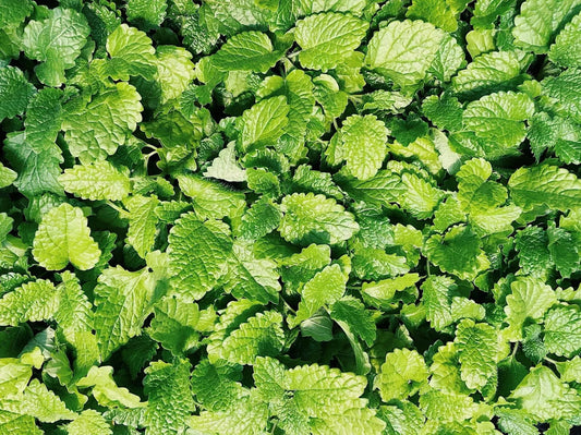 Culinary Spearmint Seeds - 200+ Organic Mentha spicata Seeds for Herb Garden - Free US Shipping