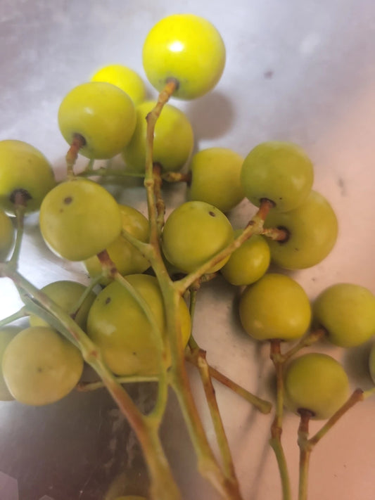 Canelo Tree Seeds - 10 Pack - Fragrant Purple Chinaberry - Melia azedarach