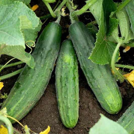 Cucumber Seeds - Spacemaster 80 Variety - Bush Type for Small Gardens & Container Planting - 2025