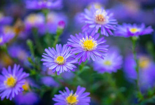 Blue Corn Marigold Seeds - 25+ Pack - Tagetes erecta - Ideal for Garden Planting - USA Grown