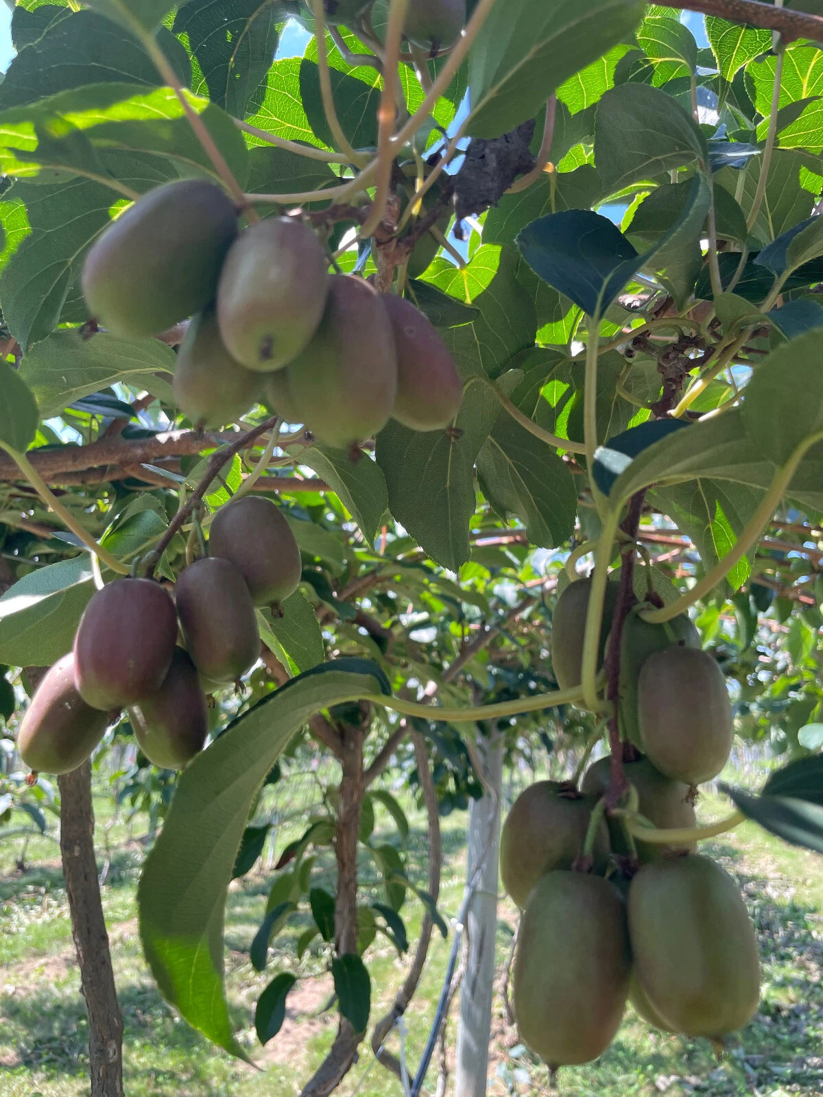 Hardy Red Kiwi Seeds - 50+ Arctic Grape Berry Superfruit - Cold Hardy Plant for Garden (Actinidia arguta)