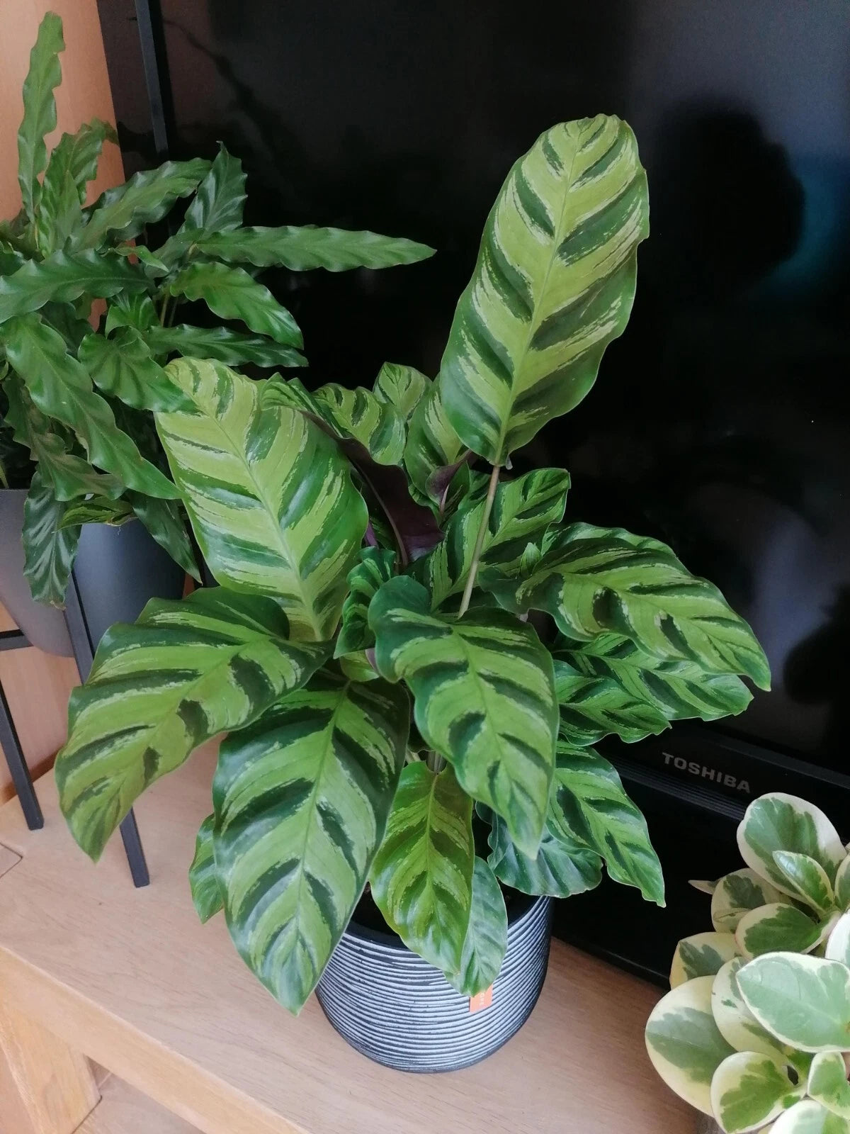 25+ Calathea Albertii Seeds for Garden Planting - Tropical Houseplant Seeds - Free Shipping USA