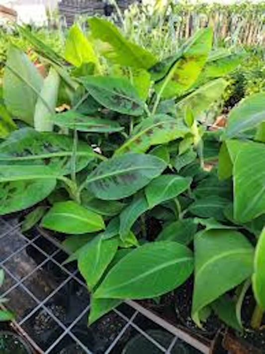 10 Double Mahoi Banana Plants - Double Headed Dwarf Cavendish - Musa acuminata - Fast Growing, Heat & Cold Tolerant, Bare Root