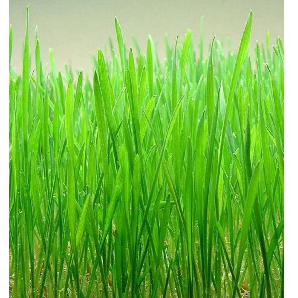 Cat Grass Seeds - 2300+ Heirloom Organic Red Wheat Seeds - Natural Cat Grass for Indoor Cats - Free Shipping