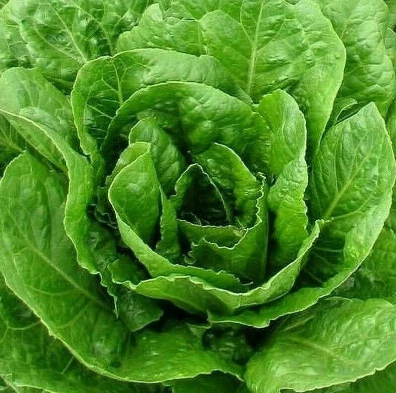 Butter Crunch Lettuce Seeds 1000+ Butterhead Garden Greens Lactuca sativa - Non-GMO, Heirloom, Easy to Grow