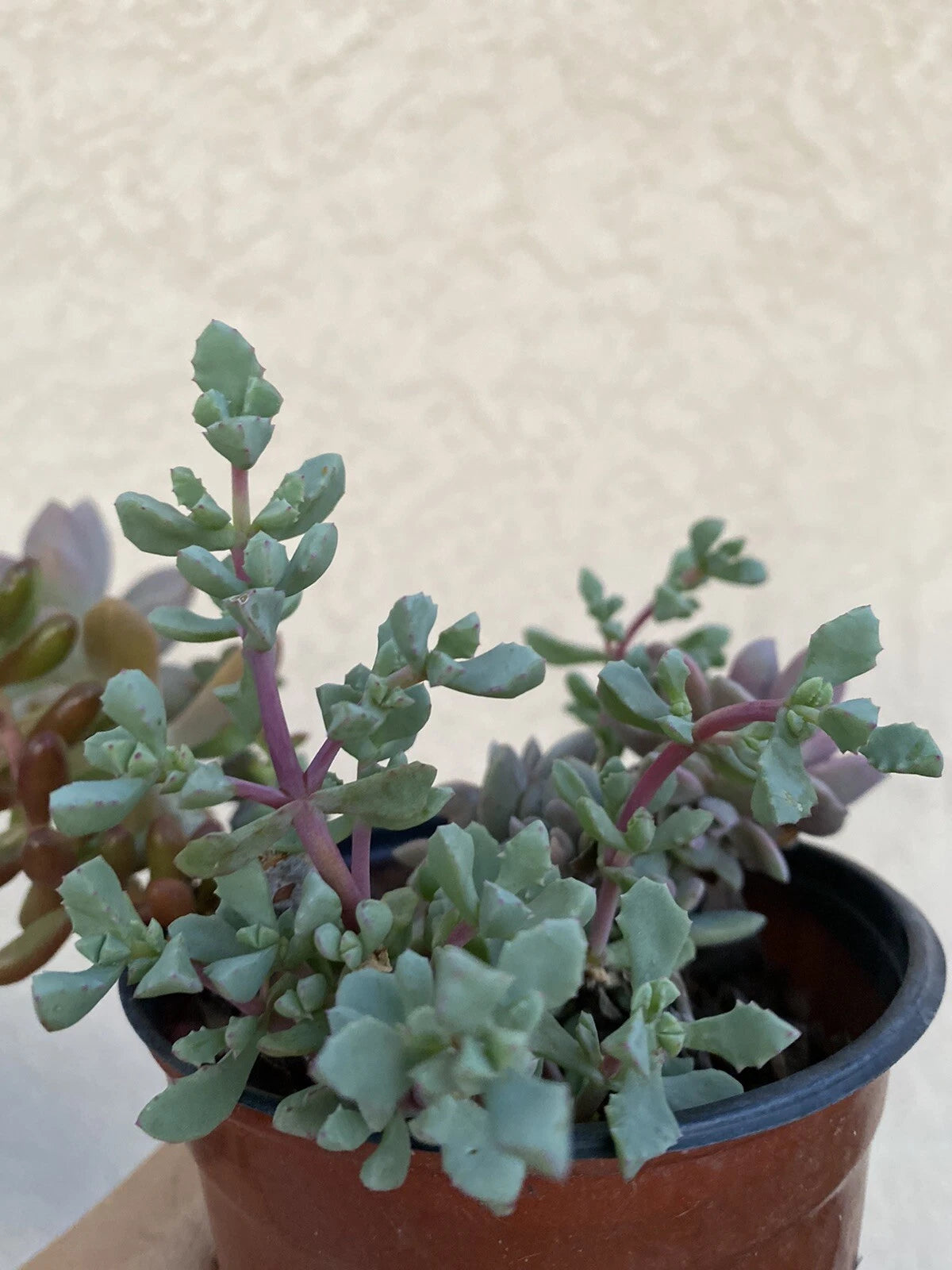 Live Rooted Succulent Pink Ice Plant in 2" Pot - Delosperma cooperi, Drought-Tolerant, Low Maintenance Houseplant