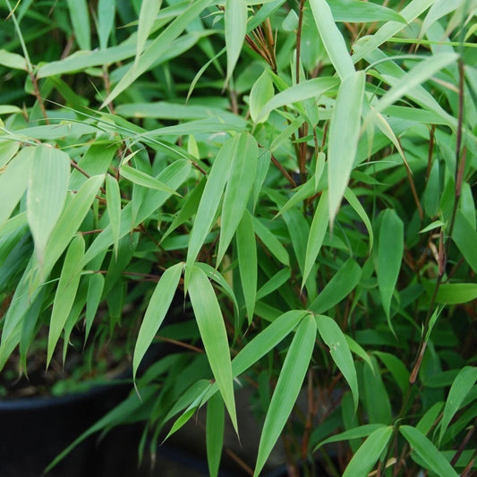 50 Bamboo Seeds - Sunset Glow Clumping Privacy Plant for Garden - Perfect Shade Screen - Phyllostachys spp.