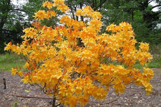 Aromi Azalea Starter Plant - FANTASTIQUE Variety - Rhododendron Deciduous - Dormant Small Plant