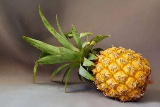 Maipure Pineapple Seeds - 15+ Count for Garden Planting - Ananas comosus - USA Grown, Free Shipping