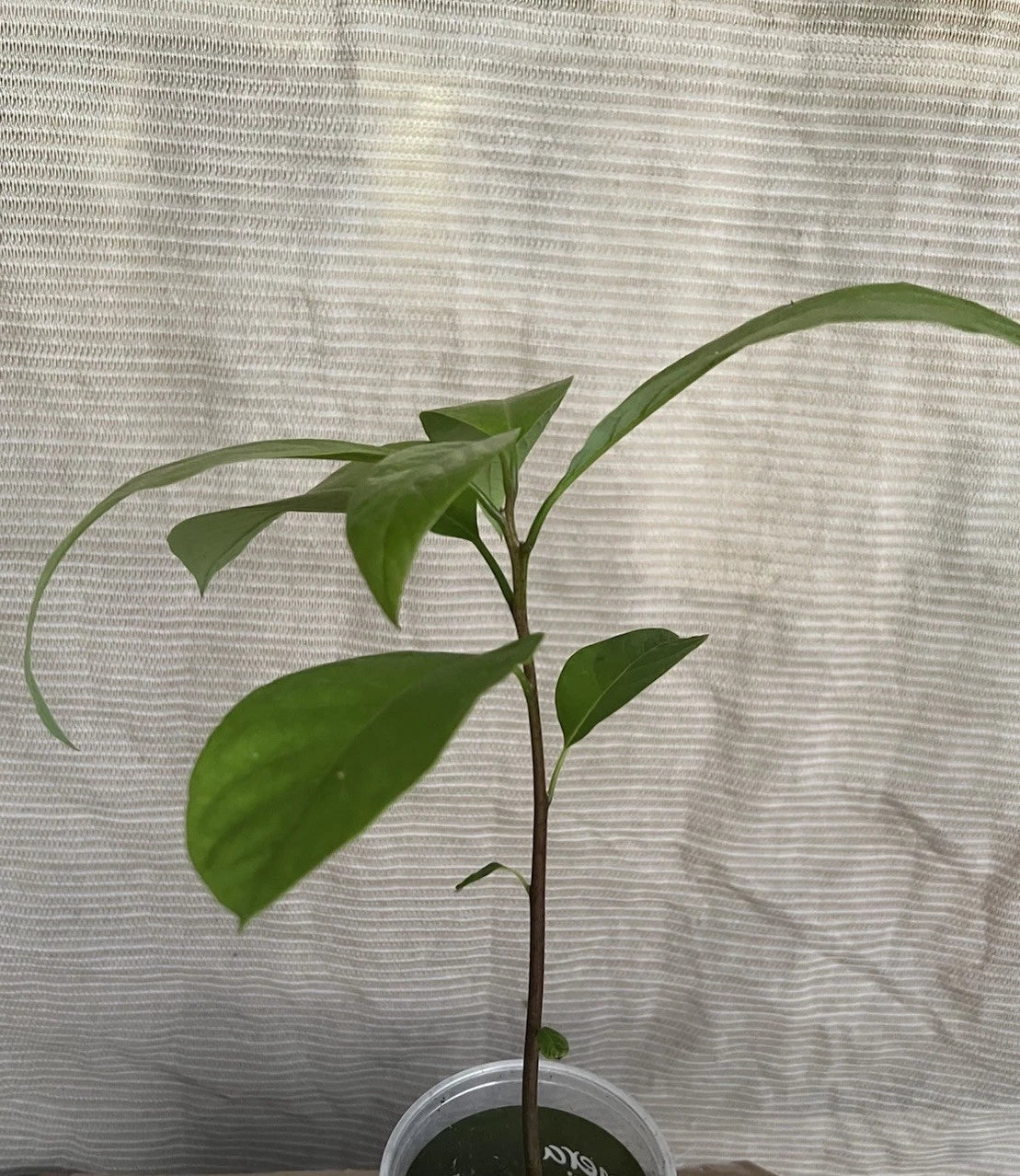 Avocado Tree 12” Live Plant in Pot - Ready to Plant, Persea americana - Indoor/Outdoor Garden Essential