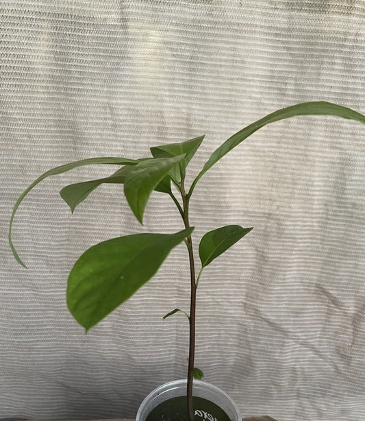 Avocado Tree 12” Live Plant in Pot - Ready to Plant, Persea americana - Indoor/Outdoor Garden Essential