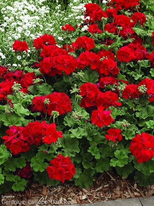 Ivy Geranium Cuttings 8 Pack Mountie Red for Rooting Pelargonium peltatum
