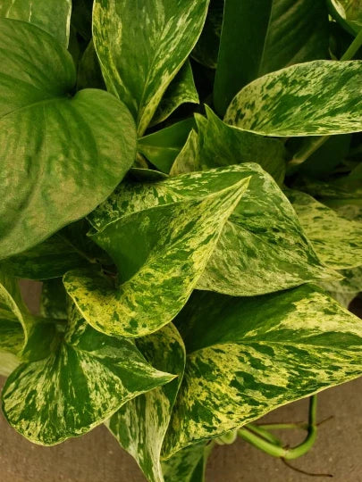 Marble Queen Pothos Vine Plant - Easy Care Devil's Snake Ivy - Low Light House Plant - Epipremnum aureum