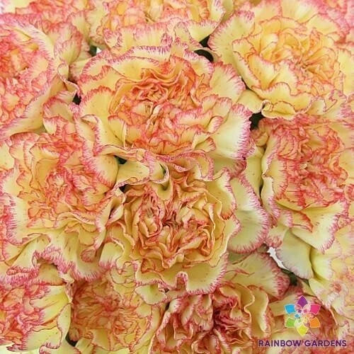 200+ Yellow Pink Carnation Seeds - Garden Planting - Dianthus caryophyllus - USA - Free Shipping