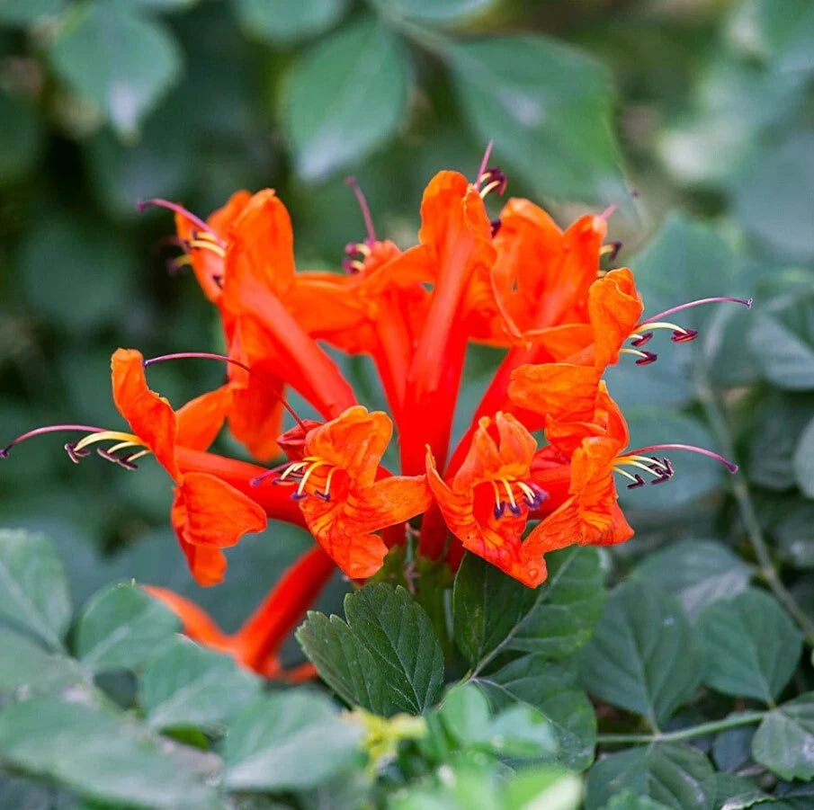 Orange Cape Honeysuckle Starter Plants Set 2 - 8" Tall - Tecoma capensis - Orange Vine Flowers - Climbing Shrub for Garden