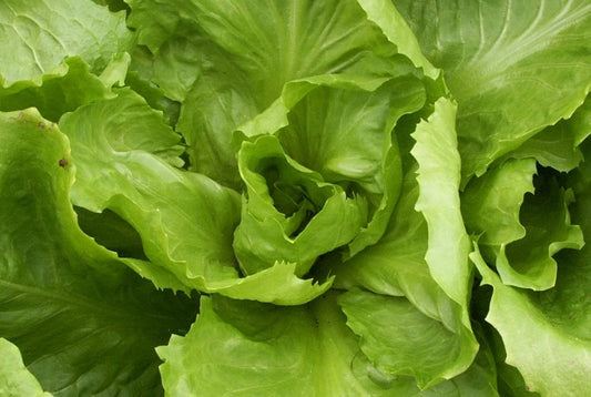 Endive Seed - Batavian Full Heart Variety - Fresh Seeds for Gardening (Cichorium endivia)