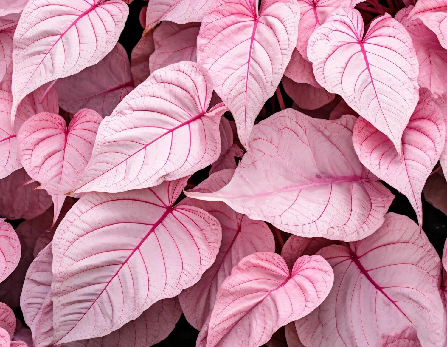 Caladium Bulbs 6 Pack - Pinky Swear Variety - Perennial Elephant Ears (Caladium bicolor)