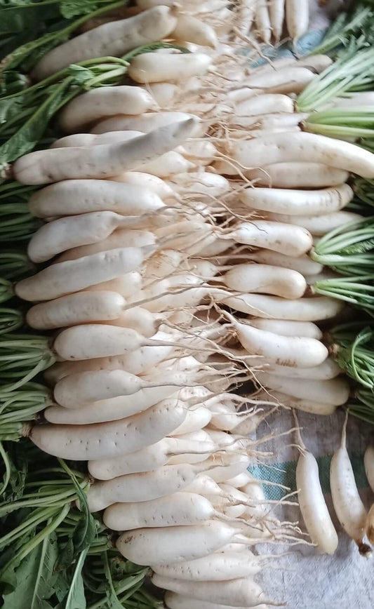 Japanese White Icicle Radish Seeds - 100+ Non-GMO Labanos - Raphanus sativus