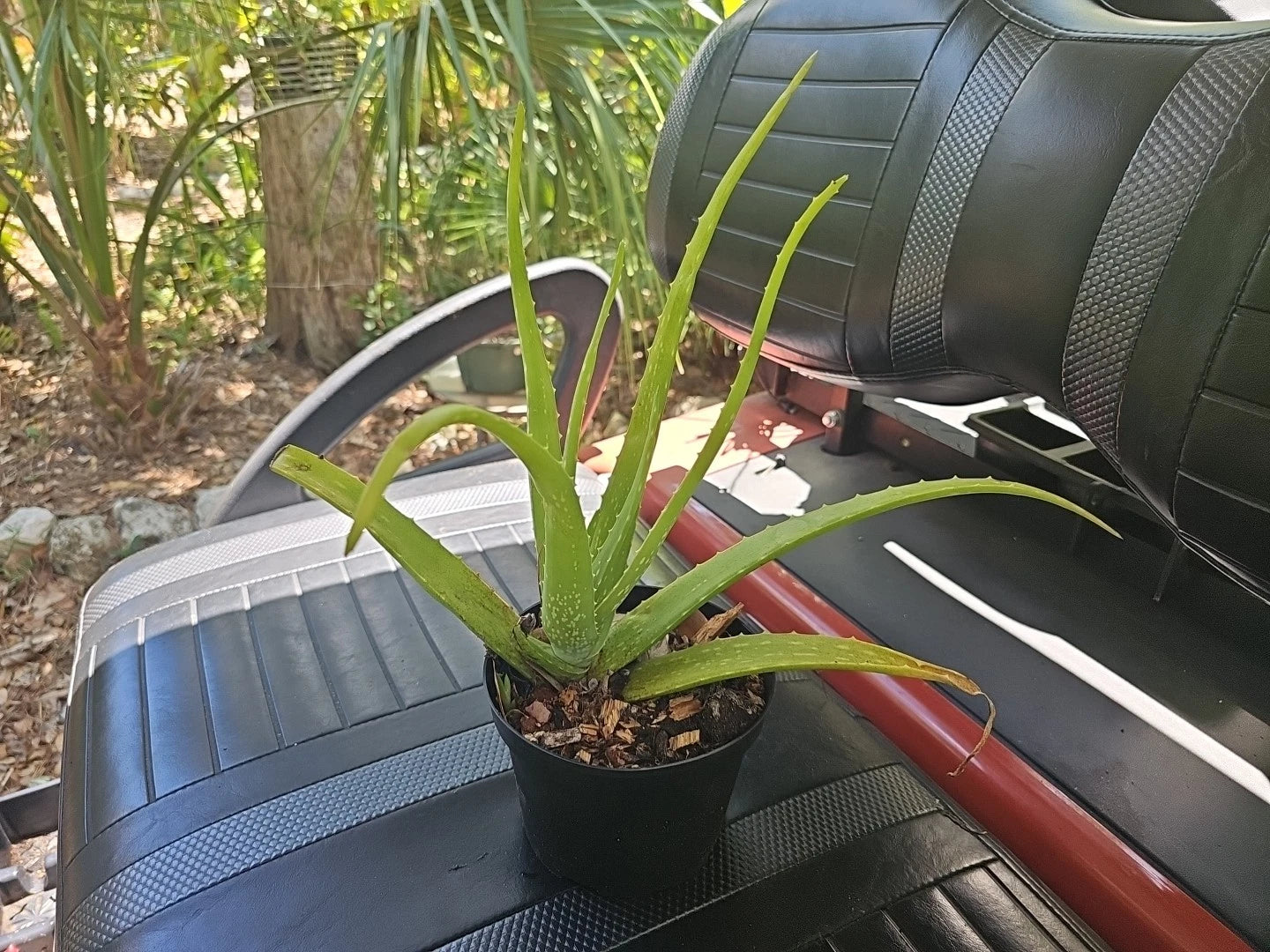 Aloe Vera Plant 15" Organic USA Grown, Aloe Barbadensis, Miracle Plant, Rooted Succulent