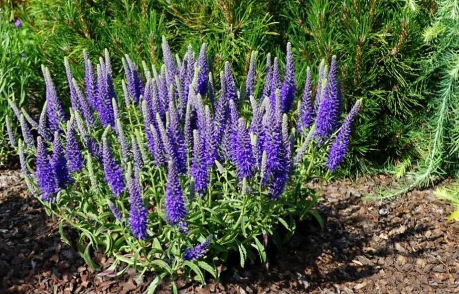 VERONICA 'Purple' Speedwell - Bare Root Perennial Plant - Vibrant Outdoor Flower - Child Safe - United States Grown