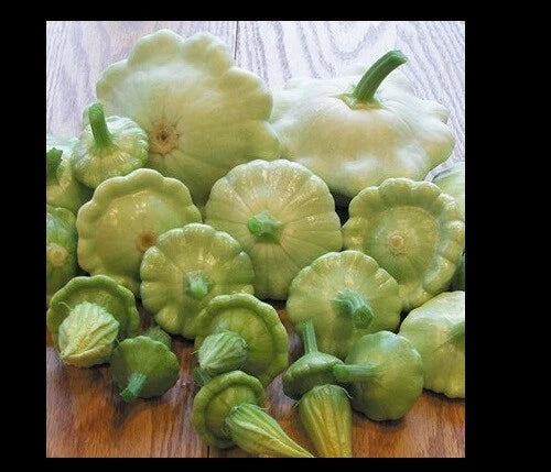 Bennings Green Tint Summer Squash Seeds - 10 to 100 Seeds - Patty Pan Prolific Scallops - Cucurbita pepo