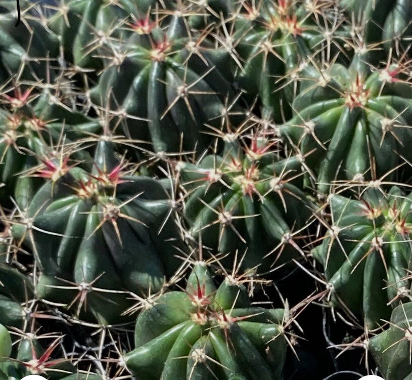 Fire Barrel Cactus 2" Pot Ferocactus Gracilis Succulent Desert Plant with Spines
