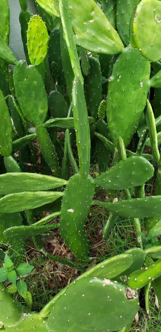 15+ Cactus Pads Opuntia Nopal for Tortoise, Reptiles & Human Health - Edible Succulent Plant Pads