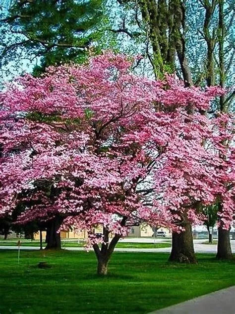 Cherokee Brave Dogwood Tree 16+ Inches Live Plant Cornus florida 'Comco No. 1' Reddish-Pink Blooms Fast Growing Bare Root