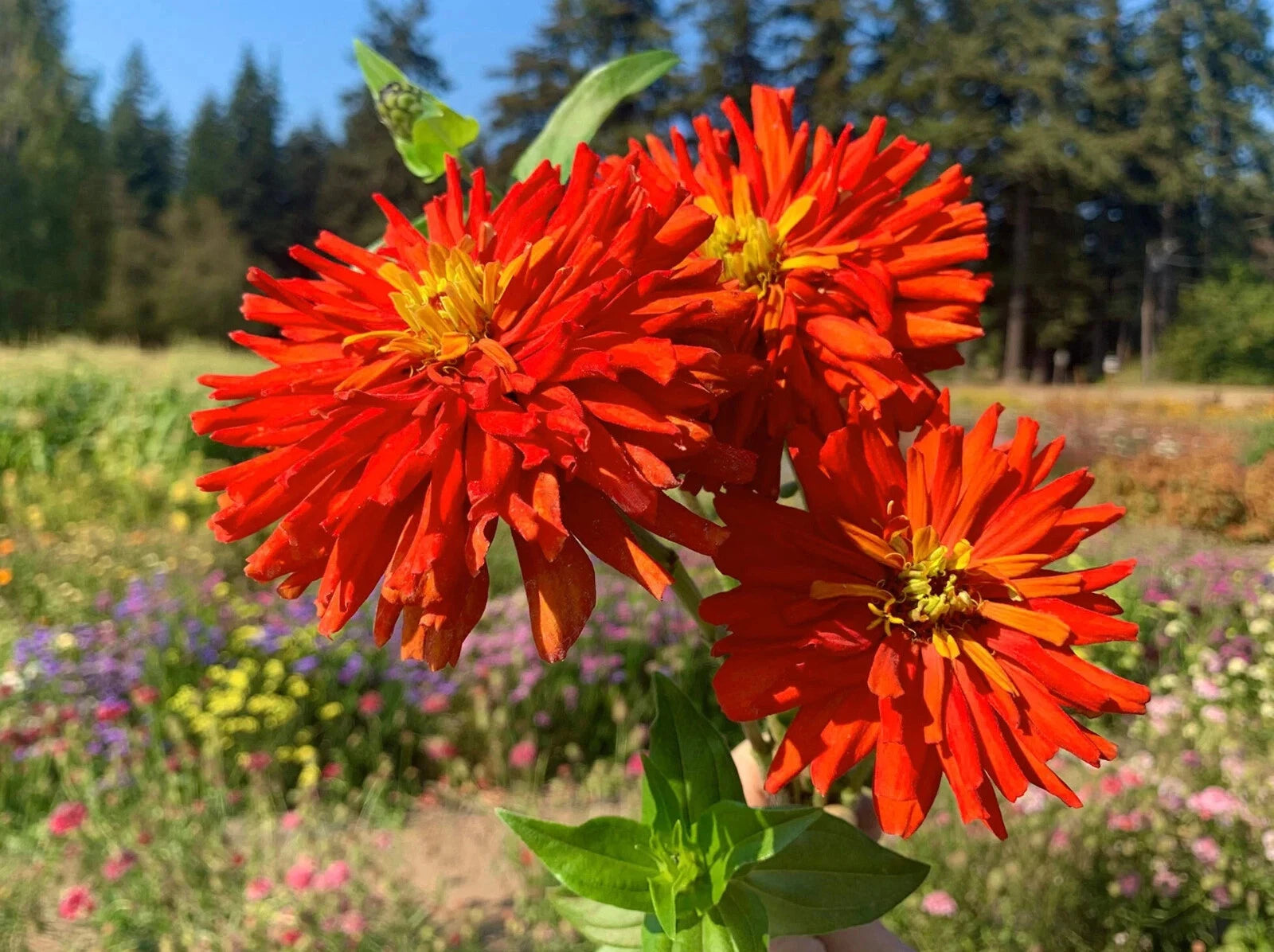 Zinnia Seeds - 100+ Super Cactus Redman Variety - Garden Planting - Zinnia elegans - USA