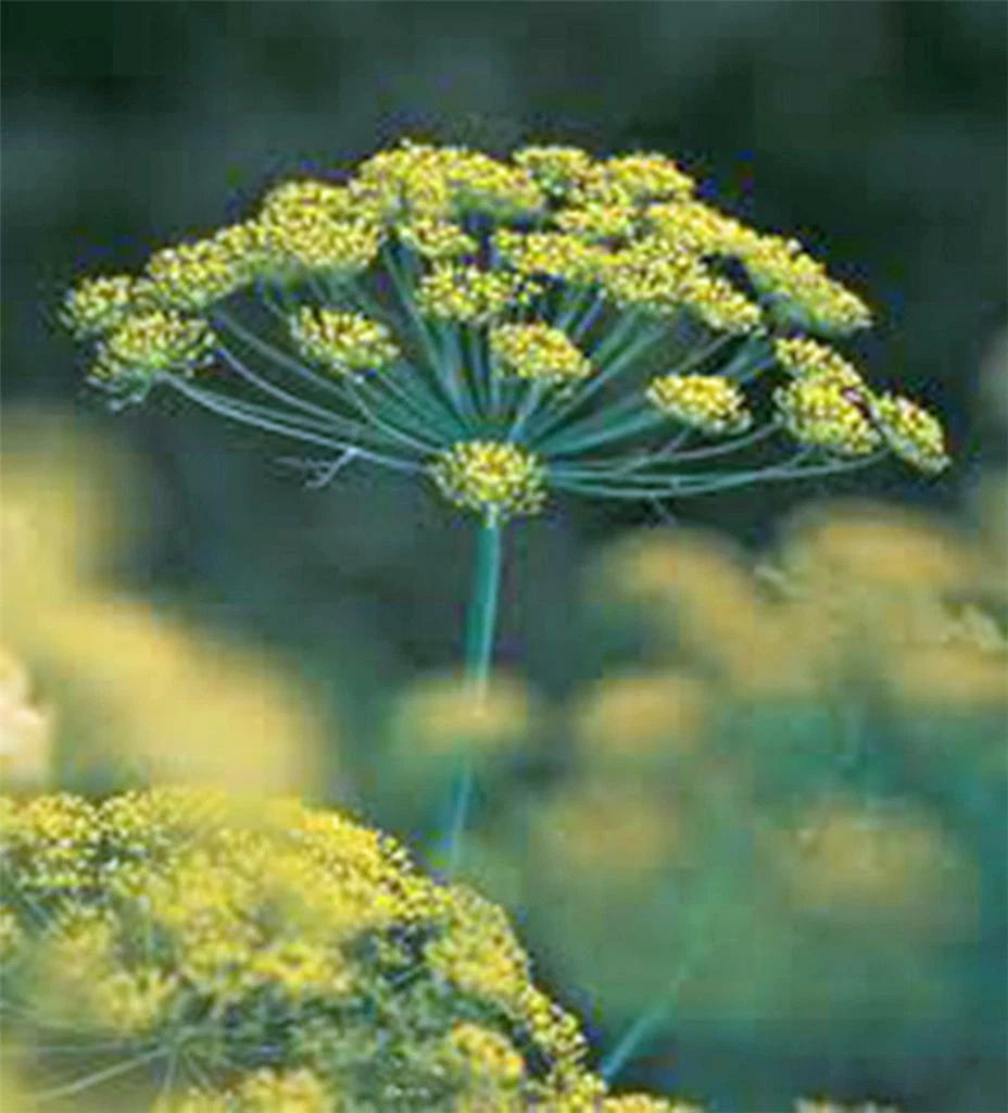Dill Seed Bouquet, Heirloom Non-GMO, 25+ Seeds, Fresh or Dried Herb, Anethum graveolens
