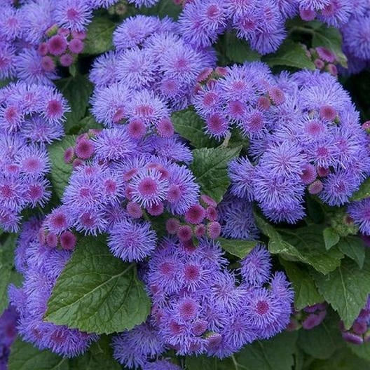 Ageratum Seeds - 500 Non-GMO Blue Mink Dwarf Floss Flower for Gardens - Purple Monarchs Love!