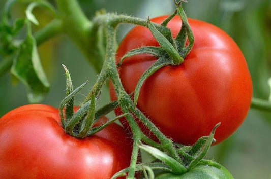 Manitoba Tomato Seeds, Cool Climate Variety, NON-GMO, Prairie Tomato (Solanum lycopersicum), Free Shipping