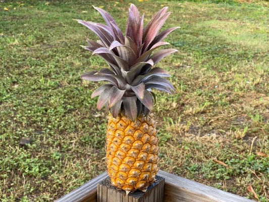 Antigua Black Pineapple Seeds - 15+ Seeds for Garden Planting - Ananas comosus - USA - Free Shipping