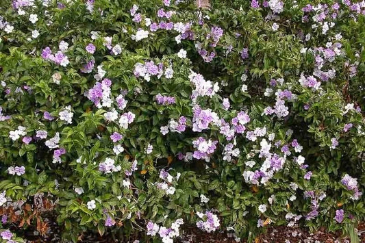 Brunfelsia grandiflora Cutting - Authentic Chiric Sanango - Tropical Flowering Plant - Rare Garden Variety