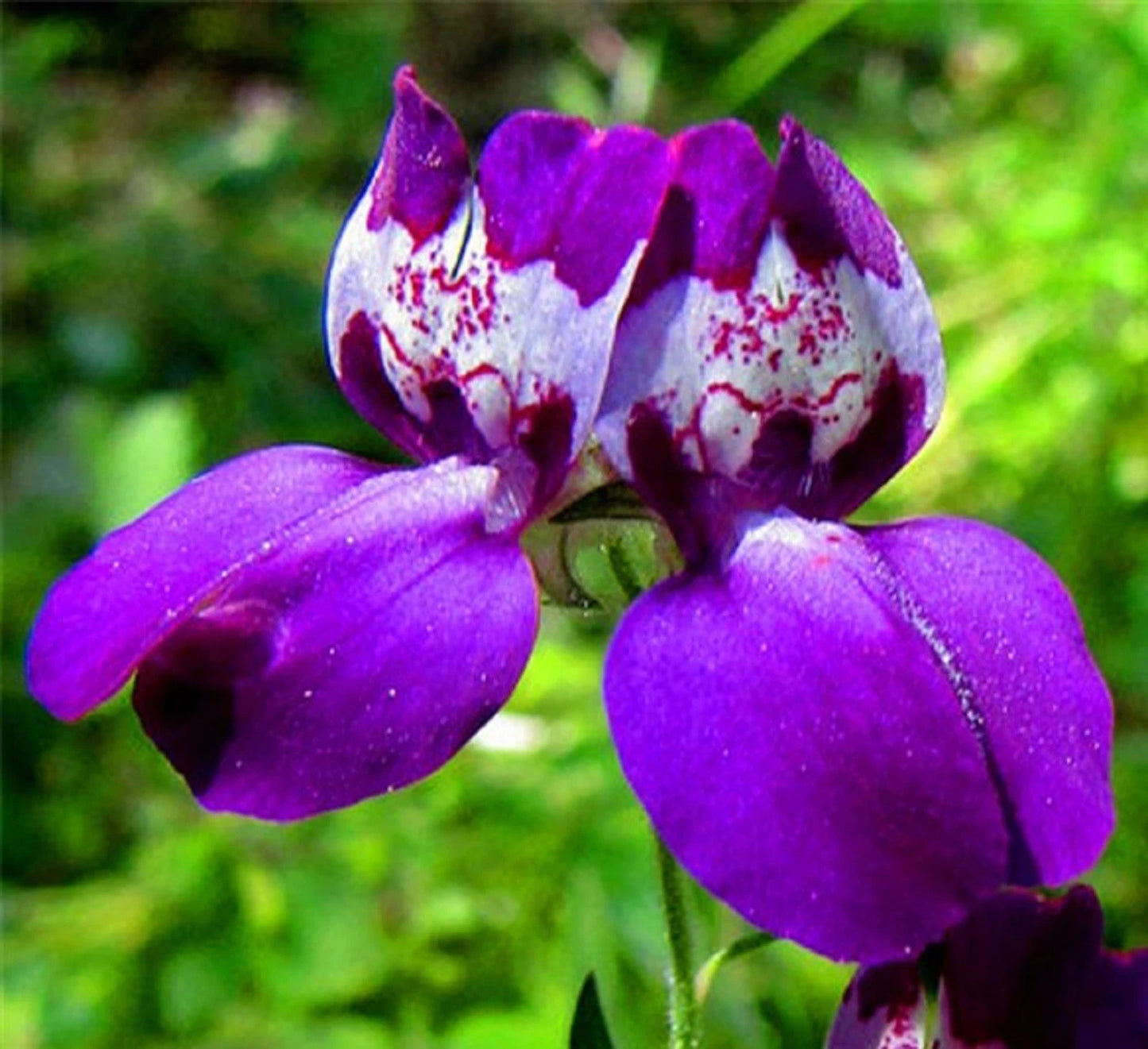 Chinese Houses Seeds 200 Seeds Non-GMO, Collinsia heterophylla, Colorful Garden Annuals for Easy Growing