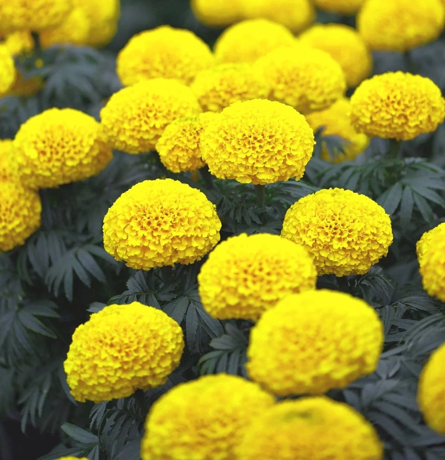 African Marigold Seeds - Mary Helen Yellow Variety for 2025 Planting - Tagetes erecta