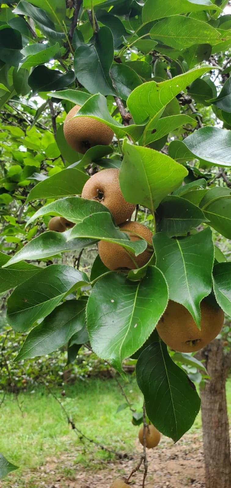 Asian Round Pear Tree Cuttings for Rooting, Grafting, Propagating - 10 Healthy Cuttings - Pyrus pyrifolia