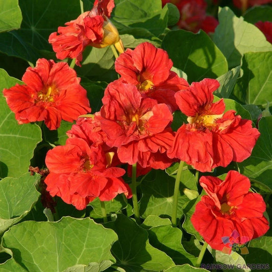 Cherrelle Nasturtium Seeds - 50+ Pack for Garden Planting - Tropaeolum majus - USA Grown